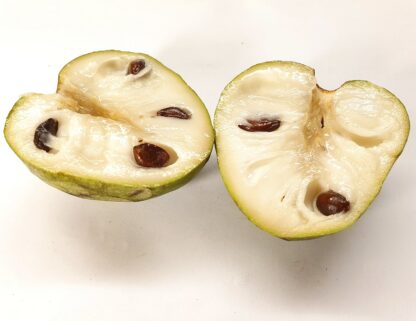 Cherimoya