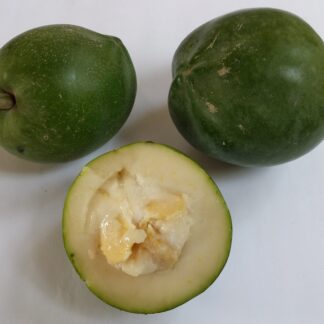 Zapote blanco