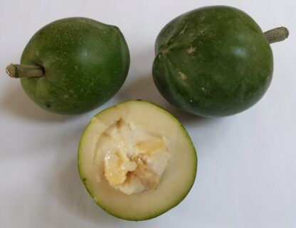 Zapote blanco