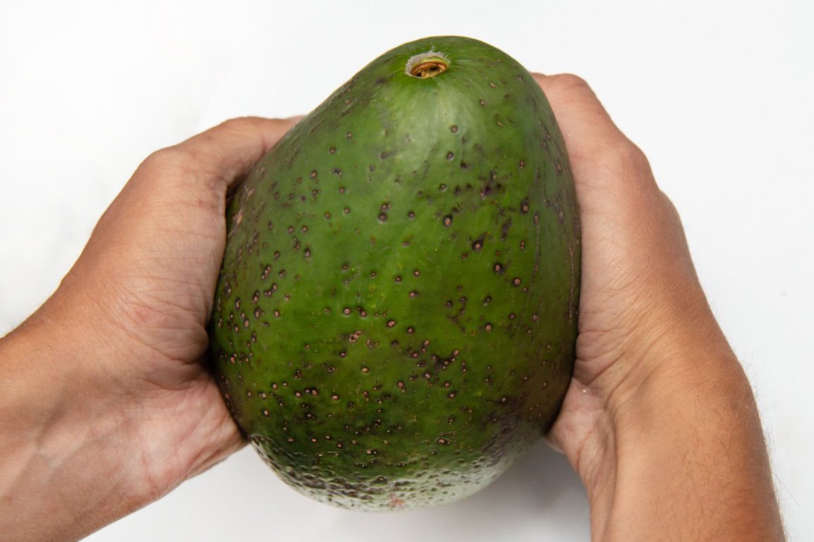 Avocado Antillano