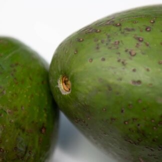Avocado Antillano