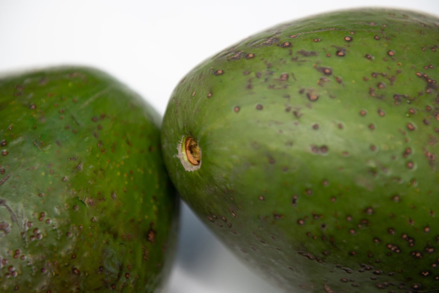 Avocado Antillano