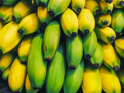 Banane Cavendish