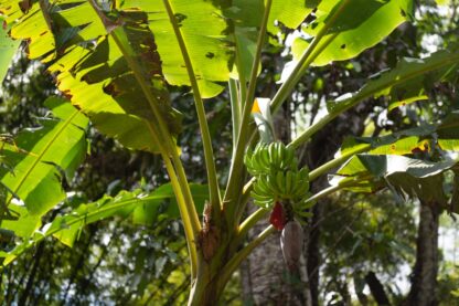 Banane Cavendish – Bild 3