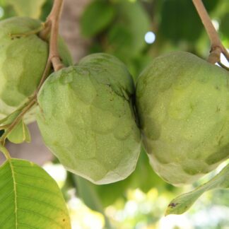 Cherimoya Zweig