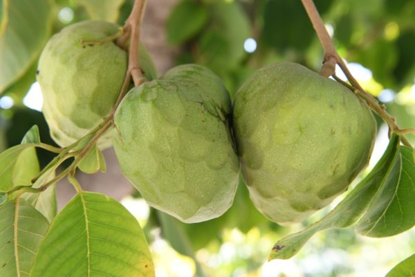 Cherimoya Zweig