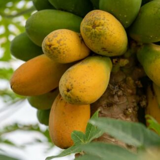 Papaya Baum