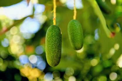 Avocado Fuerte Cocktail