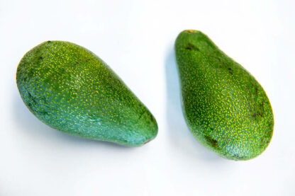 Avocado Fuerte