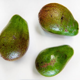 Avocado wild