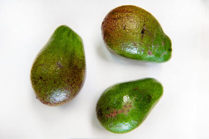 Avocado wild