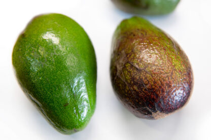 Avocado wild