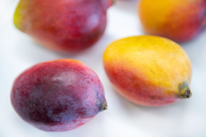 Mango Sensation