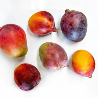 Mango Sensation