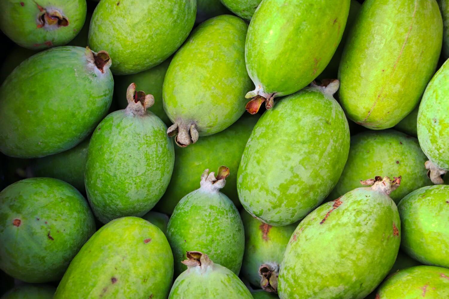 Feijoa