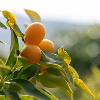 Kumquat