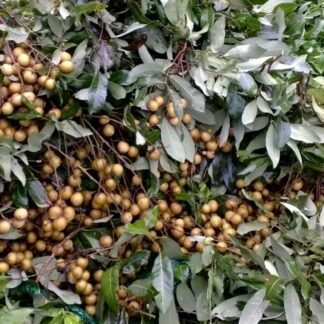 Longan Blätter
