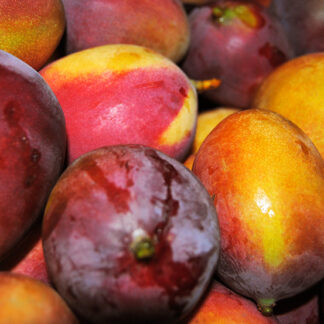 Mango Haden gourmet