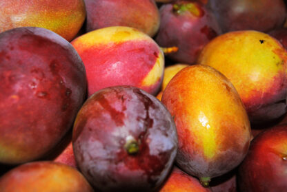 Mango Haden gourmet