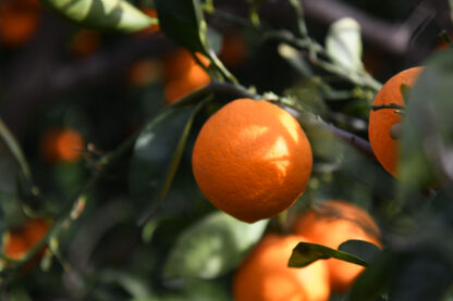 Orange Valencialate EXTRA