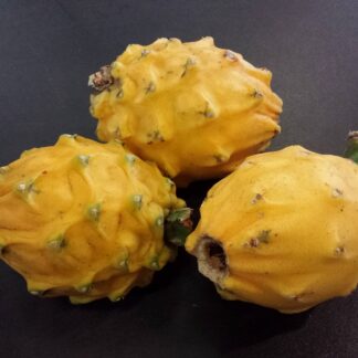 Pitahaya gelb