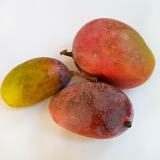Mango Tommy Atkins