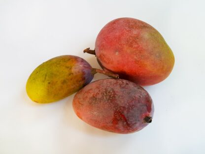 Mango Tommy Atkins