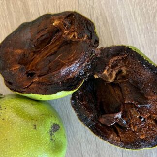 Zapote negro