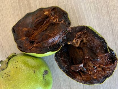 Zapote negro