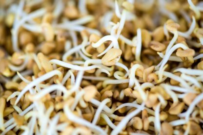 Bockshornklee Samen [250g]