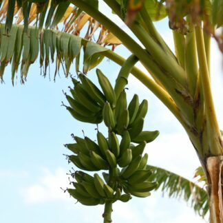 Banane Cuadrado