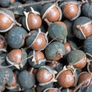 Macadamia mit Schale und Fruchthaut