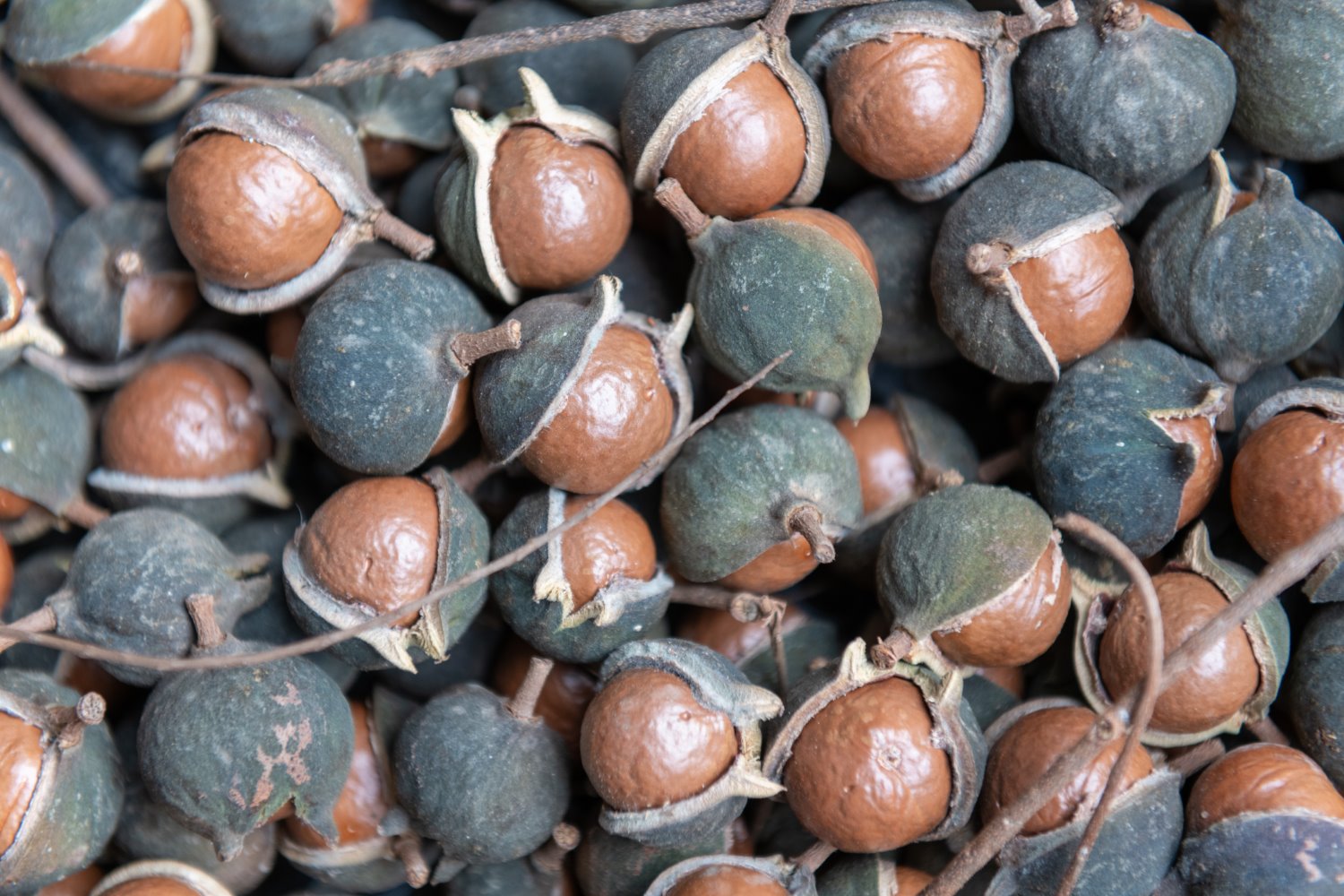 Macadamia mit Schale und Fruchthaut