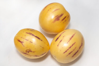 Melone Pepino