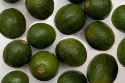 Avocado Reed
