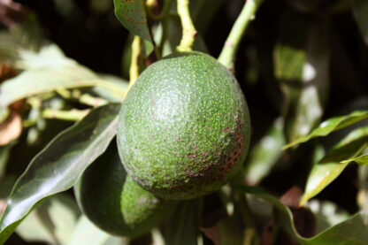 Avocado Reed