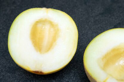 Melone Galia – Bild 2