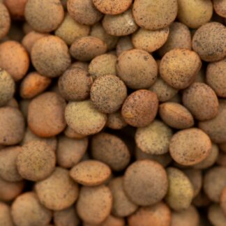 Linse braun Pardina [1kg]