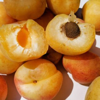 Aprikose Mirlo