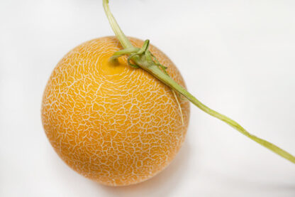 Melone Galia