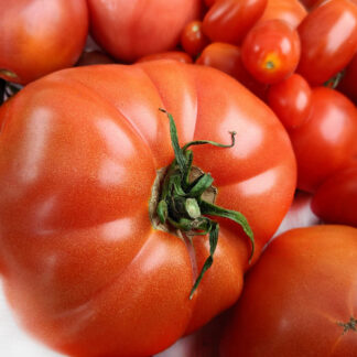 Tomate groß