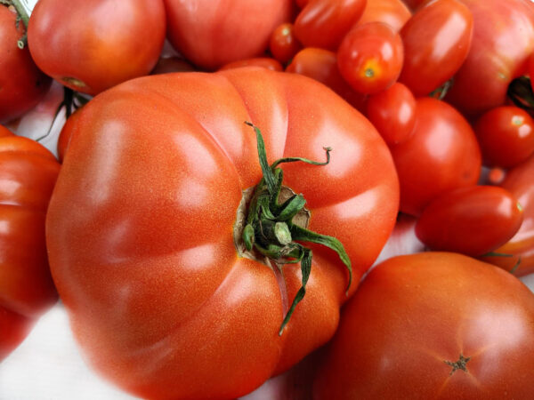 Tomate groß