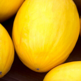 Melone Honigmelone