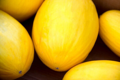 Melone Honigmelone