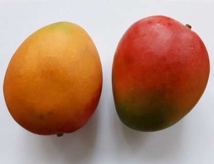 Mango Kent
