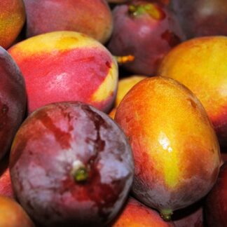 Mango Sensation