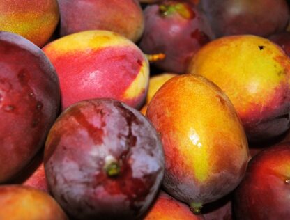 Mango Sensation