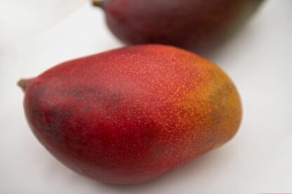 Mango Palmer
