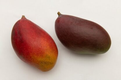 Mango Palmer