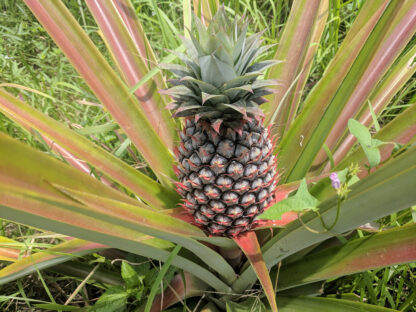 Ananas